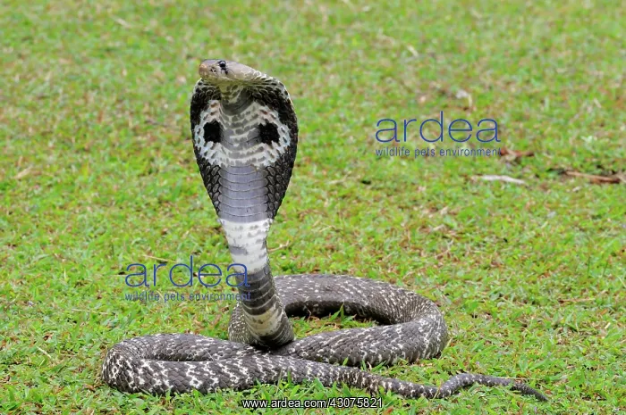 : Indian Cobra : Indian Cobra
