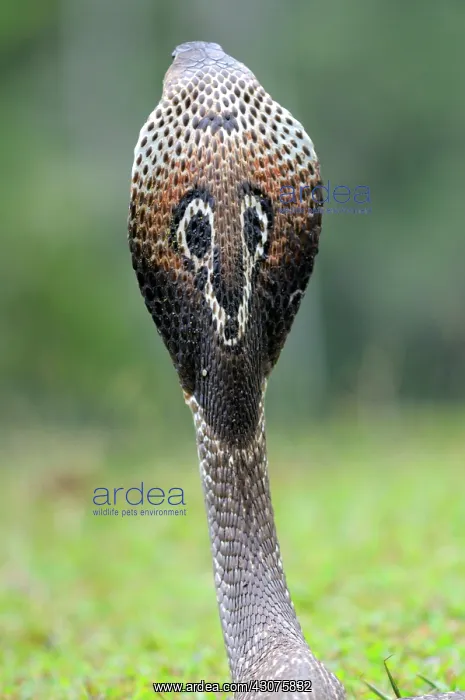 : Indian Cobra : Indian Cobra