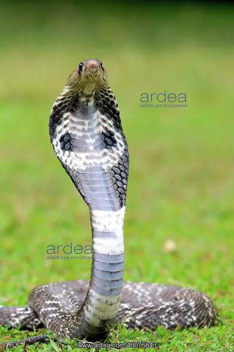 : Indian Cobra : Indian Cobra