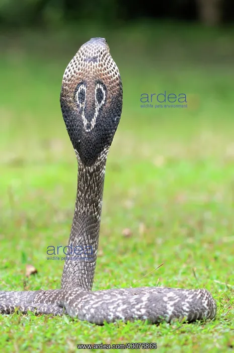: Indian Cobra : Indian Cobra
