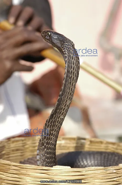 : Indian Cobra : Indian Cobra