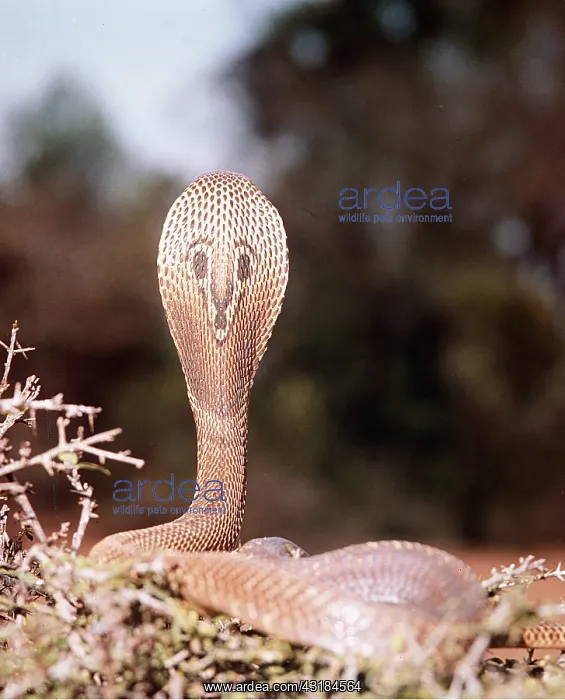 : INDIAN COBRA : INDIAN COBRA