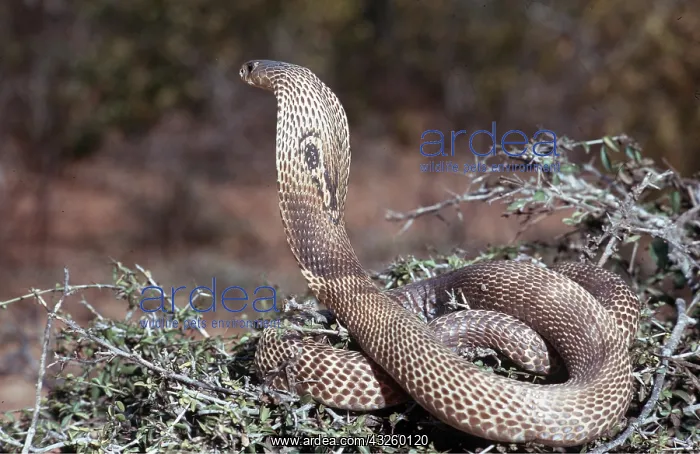 : INDIAN COBRA : INDIAN COBRA