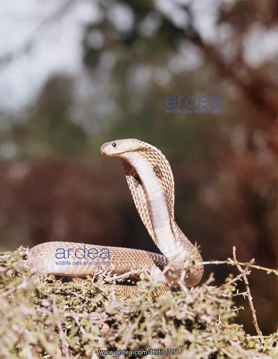 : INDIAN COBRA : INDIAN COBRA