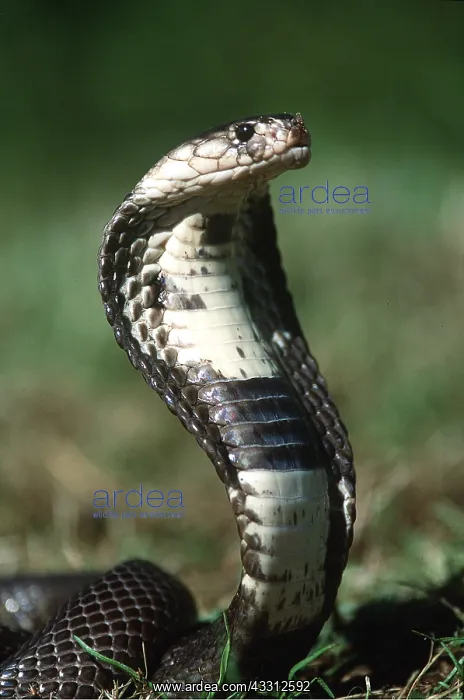 : INDIAN COBRA - Close up head, threat posture : INDIAN COBRA - Close up head, threat posture