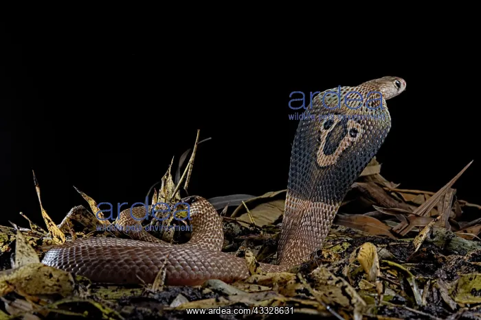 : Indian cobra (Naja naja) on black background : Indian cobra (Naja naja) on black background