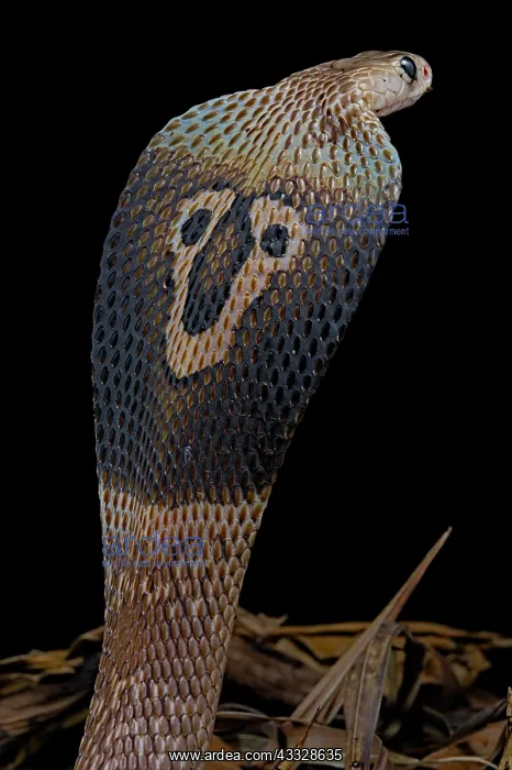 : Indian cobra (Naja naja) on black background