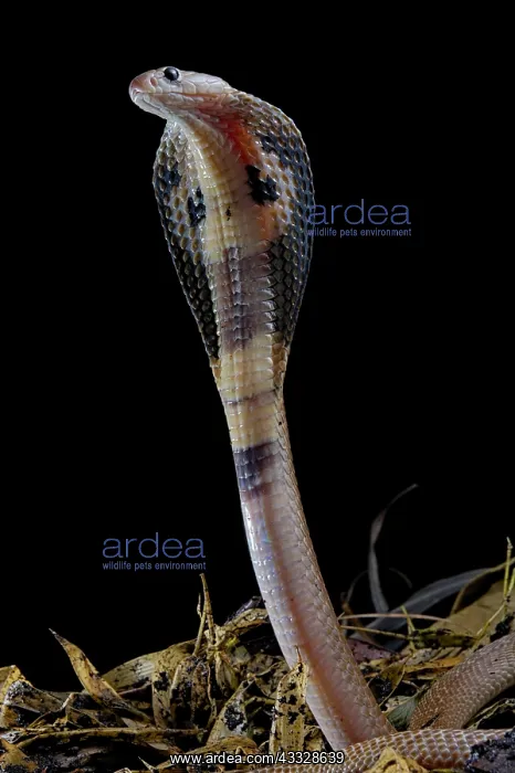 : Indian cobra (Naja naja) on black background : Indian cobra (Naja naja) on black background