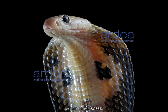 : Indian cobra (Naja naja) on black background : Indian cobra (Naja naja) on black background