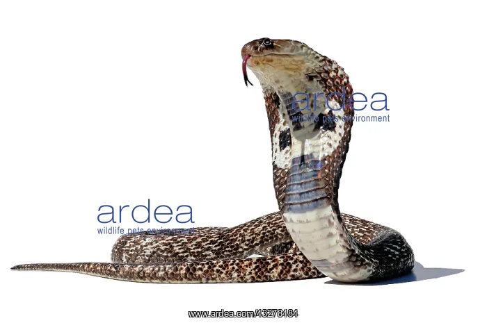  : Indian Cobra (Naja), white background, captivity