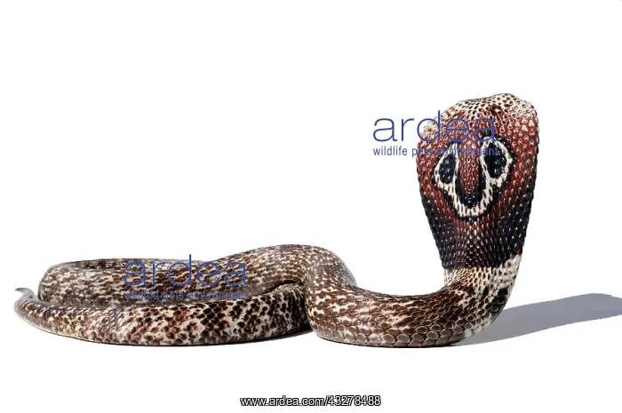 : Indian Cobra (Naja), white background, captivity : Indian Cobra (Naja), white background, captivity