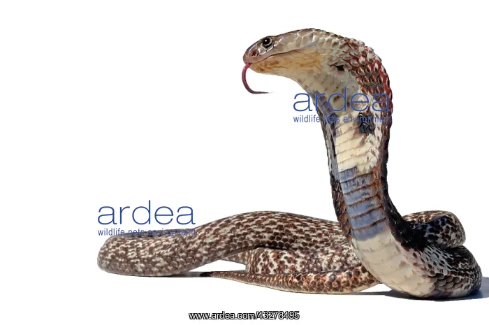 : Indian Cobra (Naja), white background, captivity : Indian Cobra (Naja), white background, captivity