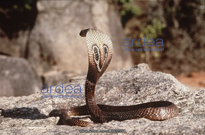 : INDIAN COBRA -ON ROCK : INDIAN COBRA -ON ROCK