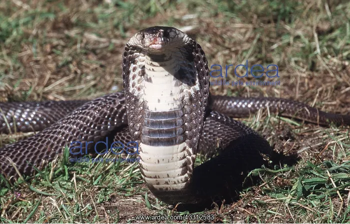 : INDIAN COBRA - THREAT POSTURE : INDIAN COBRA - THREAT POSTURE