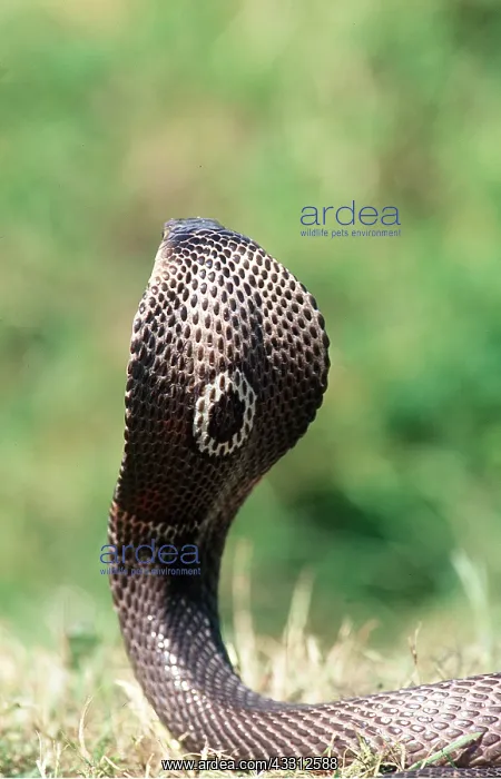 : INDIAN COBRA - THREAT POSTURE : INDIAN COBRA - THREAT POSTURE