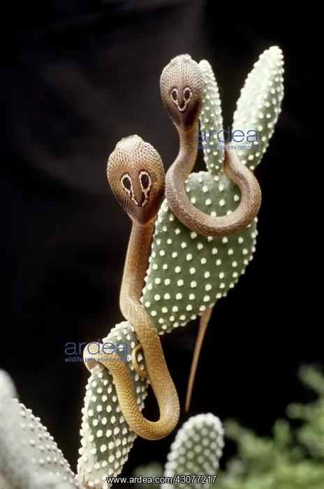  : Indian Cobras