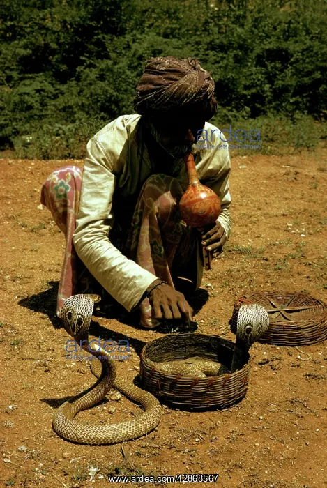 : Indian cobras - with snakecharmer : Indian cobras - with snakecharmer