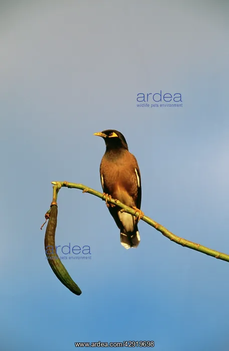  : Indian  /  Common MYNAH - perched on branch
