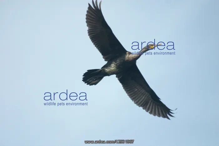 : Indian Cormorant / Shag - In flight : Indian Cormorant / Shag - In flight