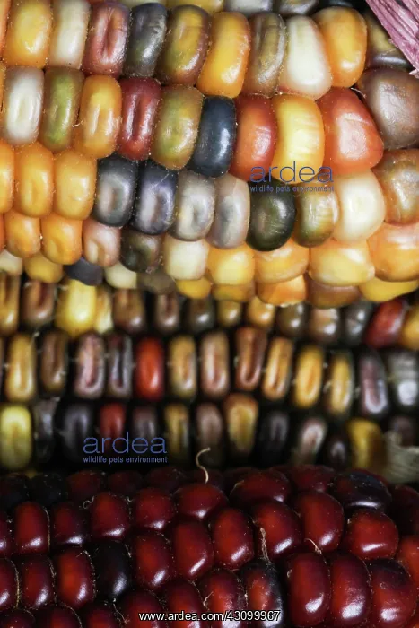 : Indian Corn : Indian Corn
