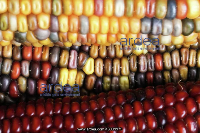 : Indian Corn : Indian Corn
