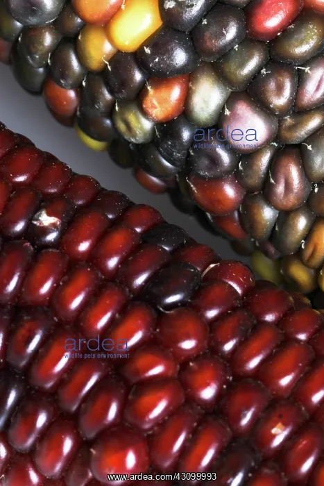 : Indian Corn : Indian Corn
