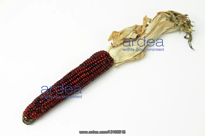: Indian Corn : Indian Corn