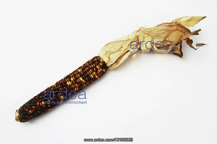 : Indian Corn : Indian Corn