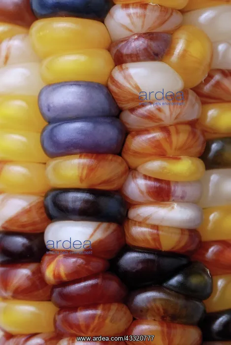 : Indian Corn : Indian Corn