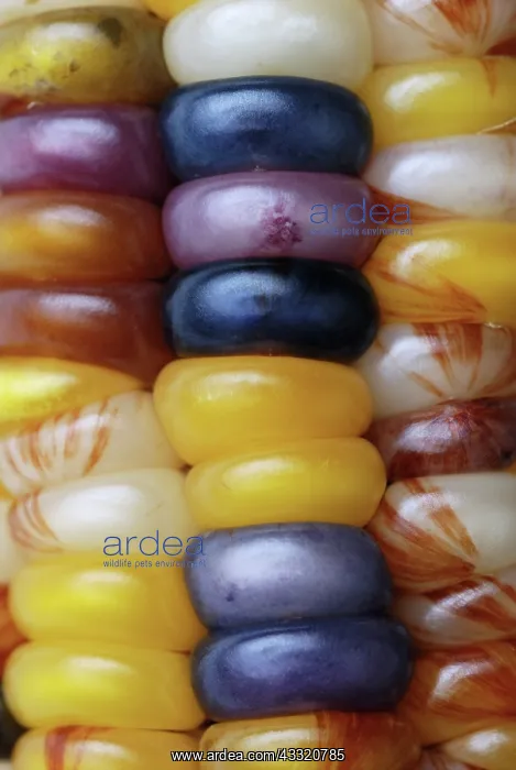 : Indian Corn : Indian Corn