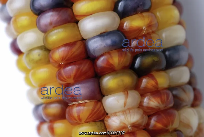: Indian Corn : Indian Corn