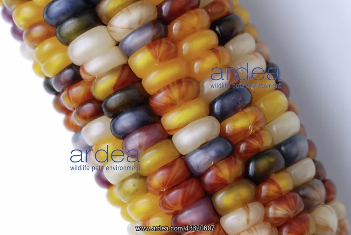 : Indian Corn : Indian Corn
