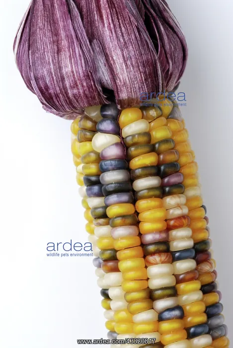 : Indian Corn : Indian Corn
