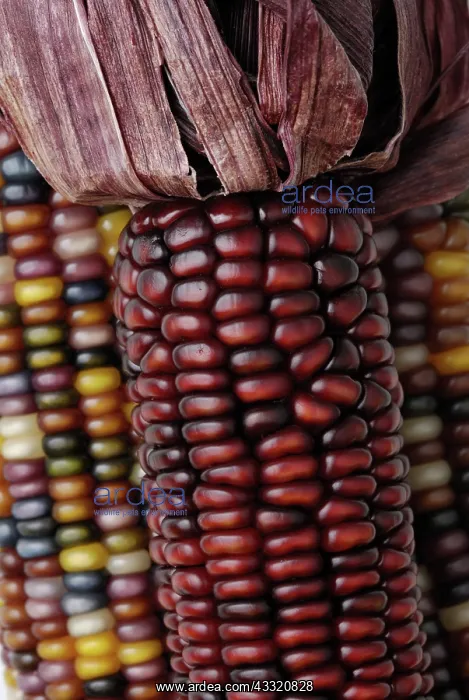: Indian Corn : Indian Corn