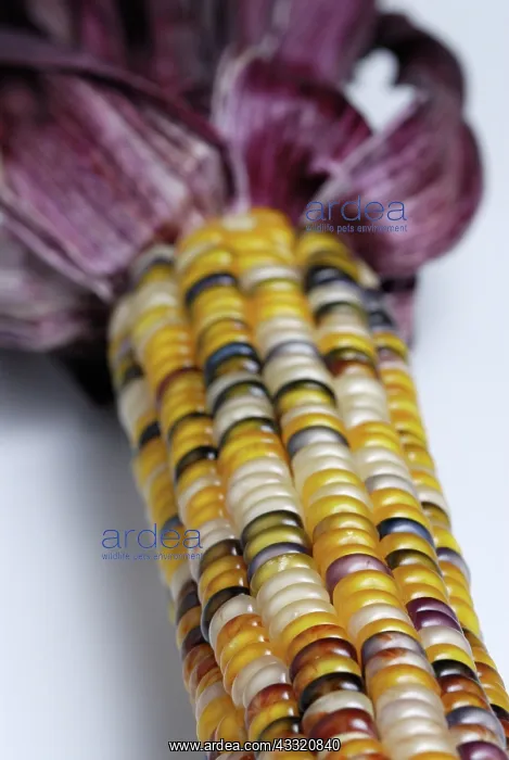 : Indian Corn : Indian Corn