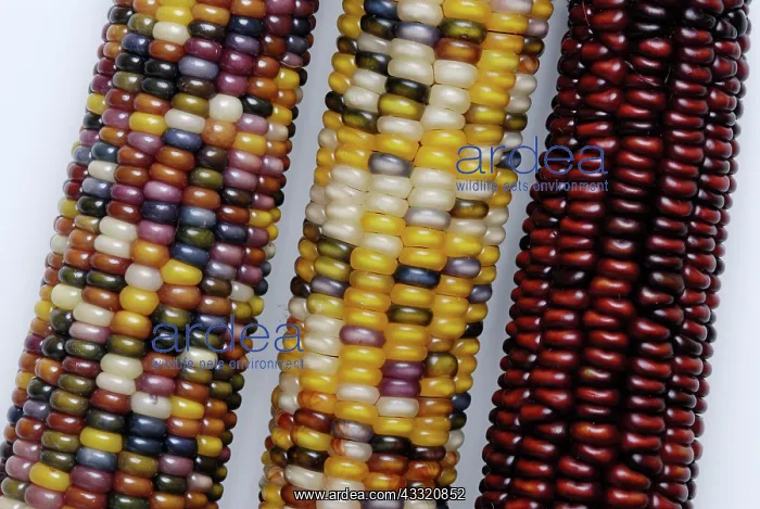: Indian Corn : Indian Corn