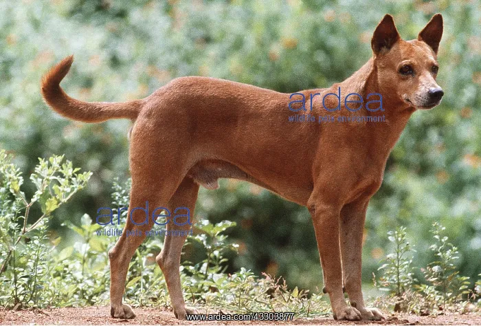 : INDIAN COUNTRY DOG (Pariah) : INDIAN COUNTRY DOG (Pariah)