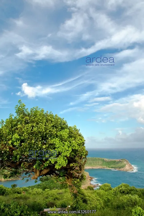 : Indian Creek Point, Antigua, West Indies : Indian Creek Point, Antigua, West Indies