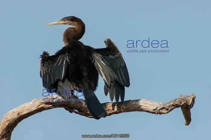 : Indian Darter : Indian Darter