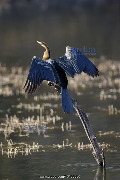 : Indian Darter : Indian Darter