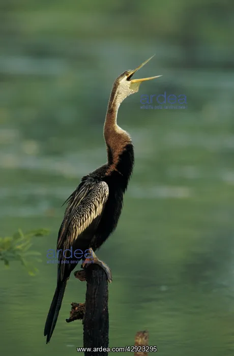 : Indian Darter - calling : Indian Darter - calling