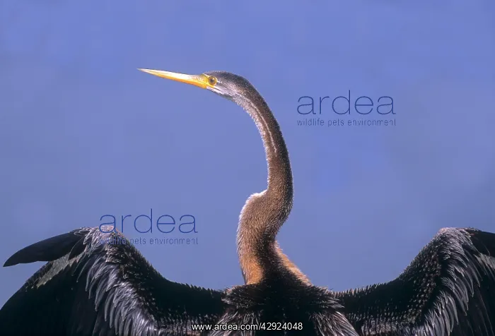 : Indian Darter - drying wings : Indian Darter - drying wings