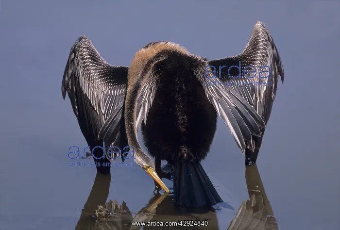 : Indian Darter / Oriental Darter / Snakebird - Drinking water : Indian Darter / Oriental Darter / Snakebird - Drinking water