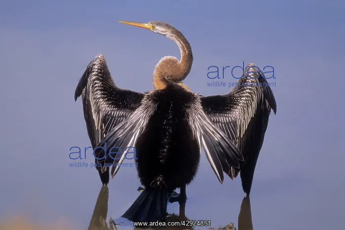 : Indian Darter / Oriental Darter / Snakebird - drying : Indian Darter / Oriental Darter / Snakebird - drying