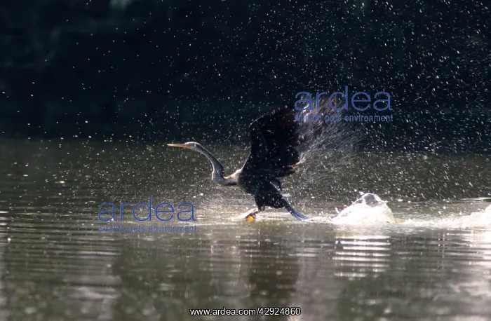 : Indian Darter / Oriental Darter / Snakebird - Taking off : Indian Darter / Oriental Darter / Snakebird - Taking off