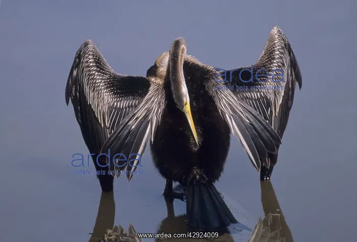 : Indian Darter preening : Indian Darter preening