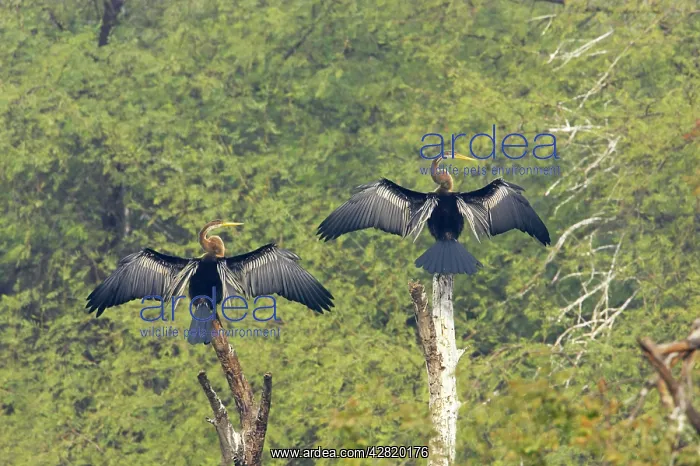 : Indian Darter / Snakebird / Anhinga - Two birds drying wings : Indian Darter / Snakebird / Anhinga - Two birds drying wings