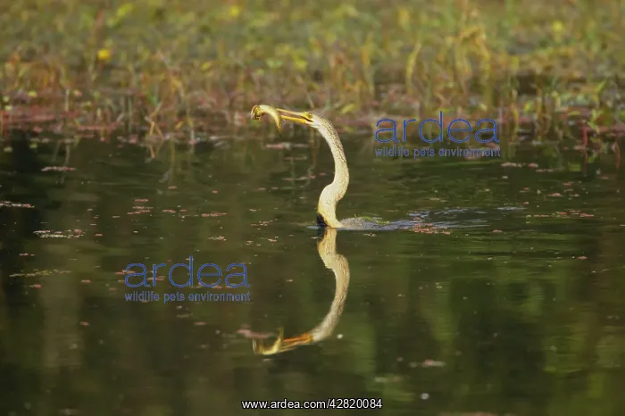 : Indian Darter / Snakebird / Anhinga - Catching fish : Indian Darter / Snakebird / Anhinga - Catching fish