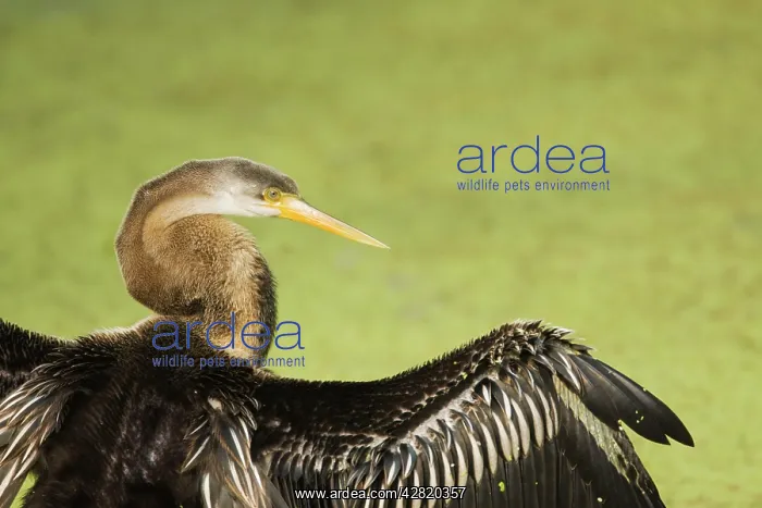  : Indian Darter  /  Snakebird  /  Anhinga - Close up