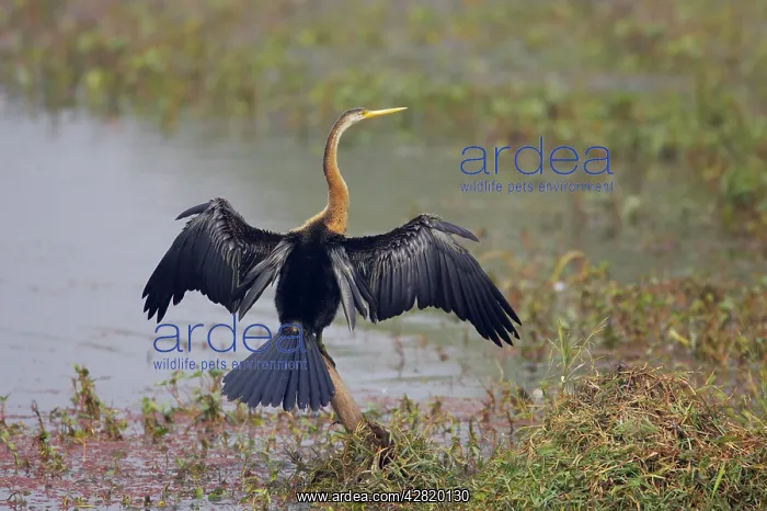 : Indian Darter / Snakebird / Anhinga - Drying wings : Indian Darter / Snakebird / Anhinga - Drying wings